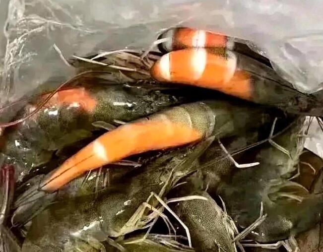在广东买虾还没到家就熟了
