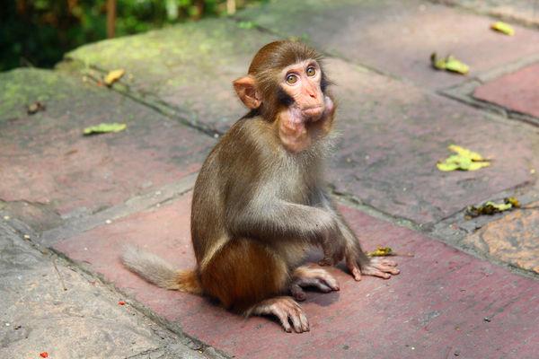 会恢复月经吗多少天会恢复月经吗多少天来一次 会恢复月经吗多少天会恢复月经吗多少天来一次