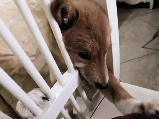 痛经输甲硝唑 痛经输甲硝唑的作用 痛经输甲硝唑 痛经输甲硝唑的作用