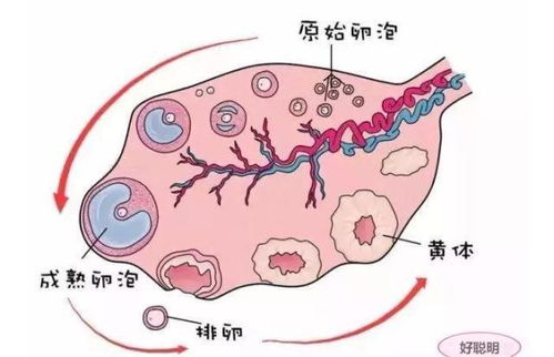 女孩不痛经好吗 女生不痛经正不正常 女孩不痛经好吗 女生不痛经正不正常