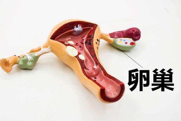 痛经的人能喝蒲公英吗 痛经的人能喝蒲公英吗