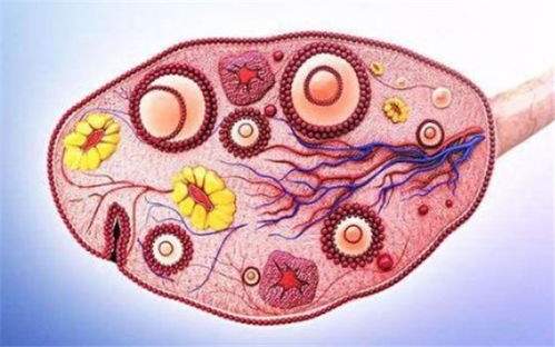 未婚女性会得乳腺增生吗 五大病因你可知道 未婚女性会得乳腺增生吗 五大病因你可知道