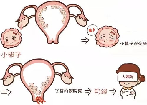 吃榴莲会导致月经推迟吗 吃榴莲会导致月经推迟吗