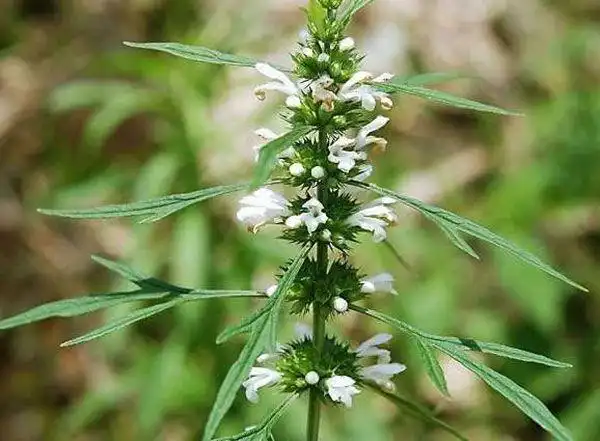 卵巢癌危害女性健康 怎么防专家支招 卵巢癌危害女性健康 怎么防专家支招