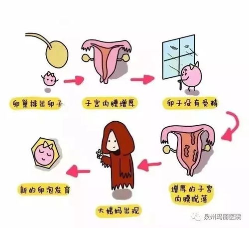 吃益生菌导致月经来迟 吃益生菌导致月经来迟