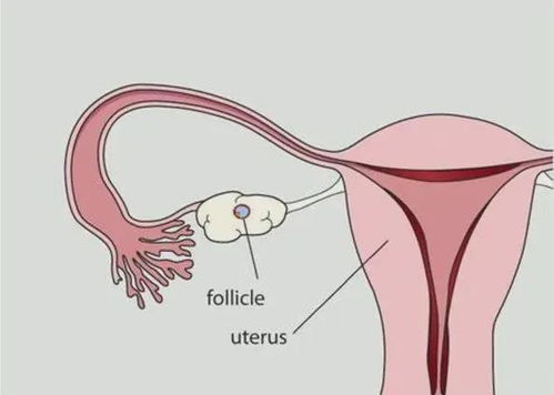 生气宫寒月经少(宫寒月经量少容易怀孕吗) 生气宫寒月经少(宫寒月经量少容易怀孕吗)