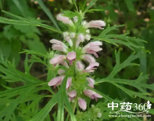 更年期月经不调 背后隐藏三大妇科疾病 更年期月经不调 背后隐藏三大妇科疾病