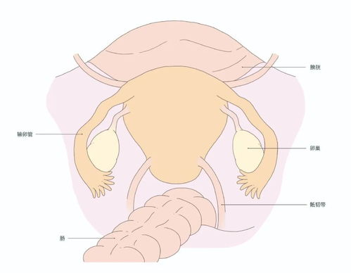 ��Ů�Զ����ֽŲ��ٱ�����6����