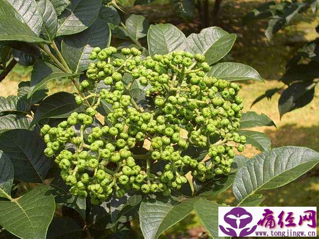 女性霉菌性阴道炎怎么治疗效果好 女性霉菌性阴道炎怎么治疗效果好