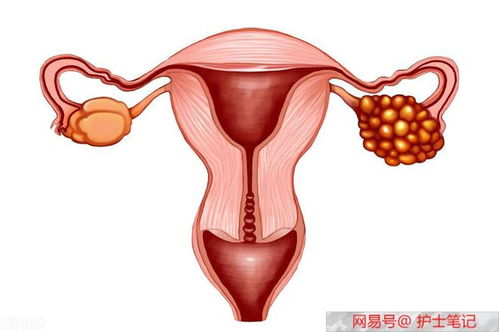 女孩来月经的前兆是什么 女孩来月经的前兆是什么